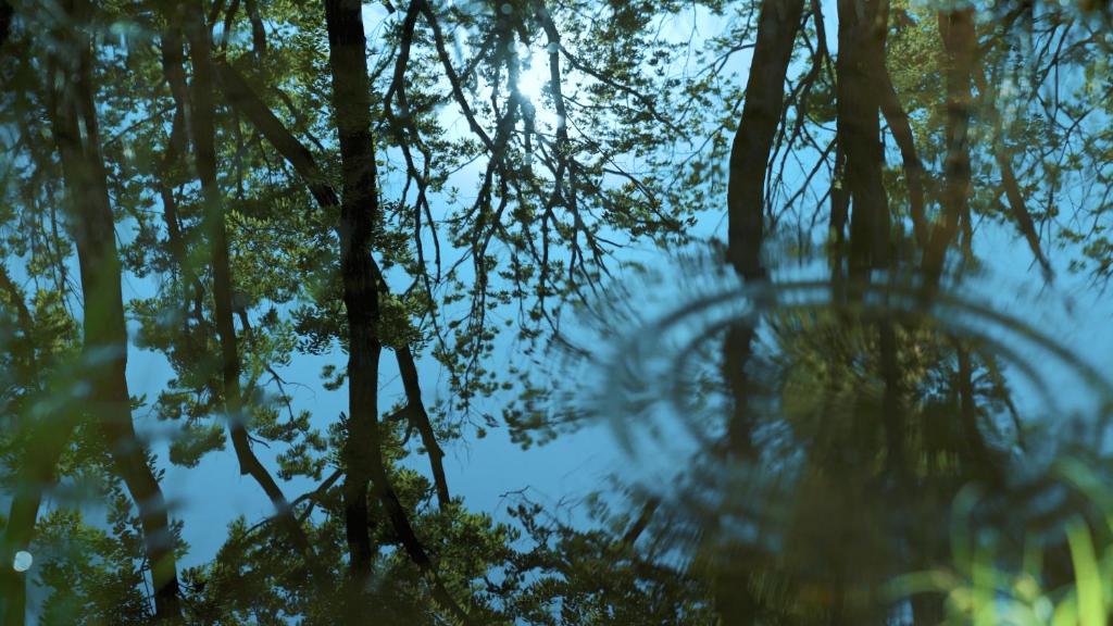 a reflection of trees in a pool of water at 那須 無垢の音 in Nasu