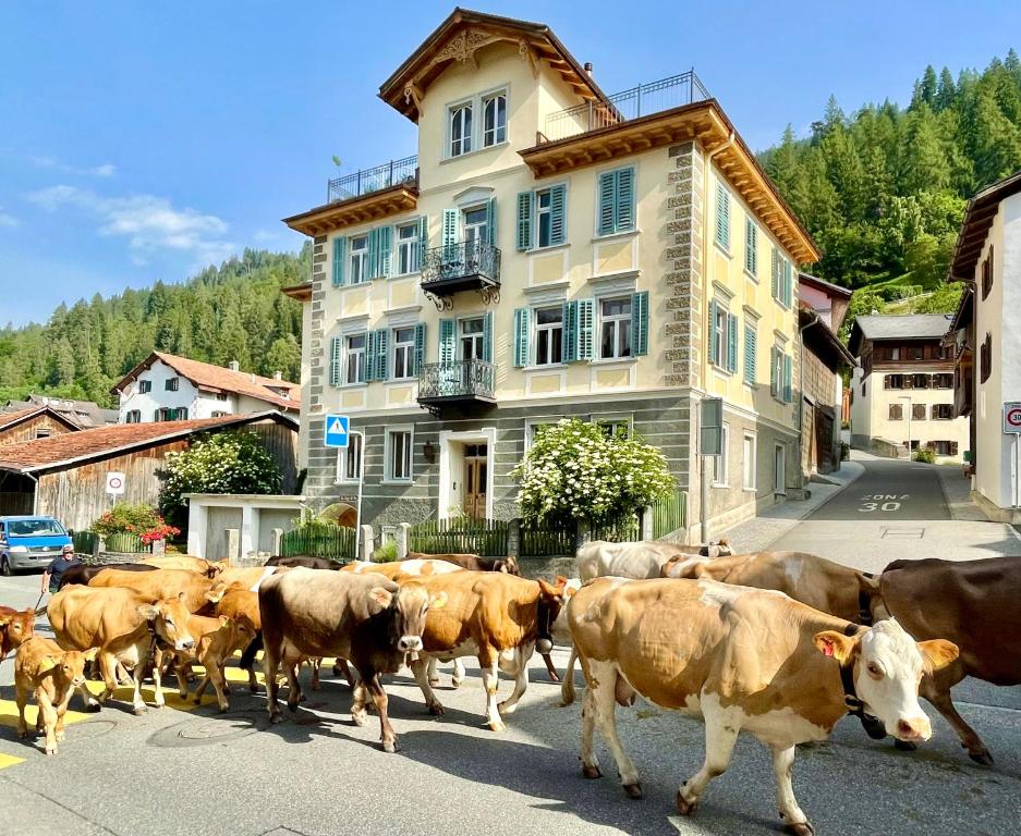 a herd of cows walking down a street in front of a building at B&B La Scala in Trin