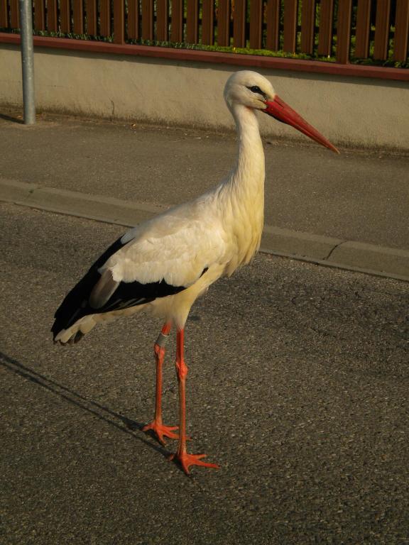 Gite Le Mandlé – photo 54