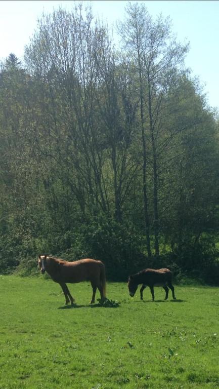two horses grazing in a field of green grass at Gîtes du Manoir de la Porte in Les Authieux-sur-Calonne