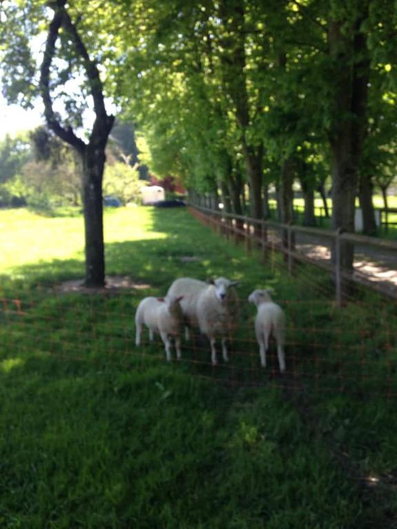 a group of sheep standing in the grass near a fence at Gîtes du Manoir de la Porte in Les Authieux-sur-Calonne