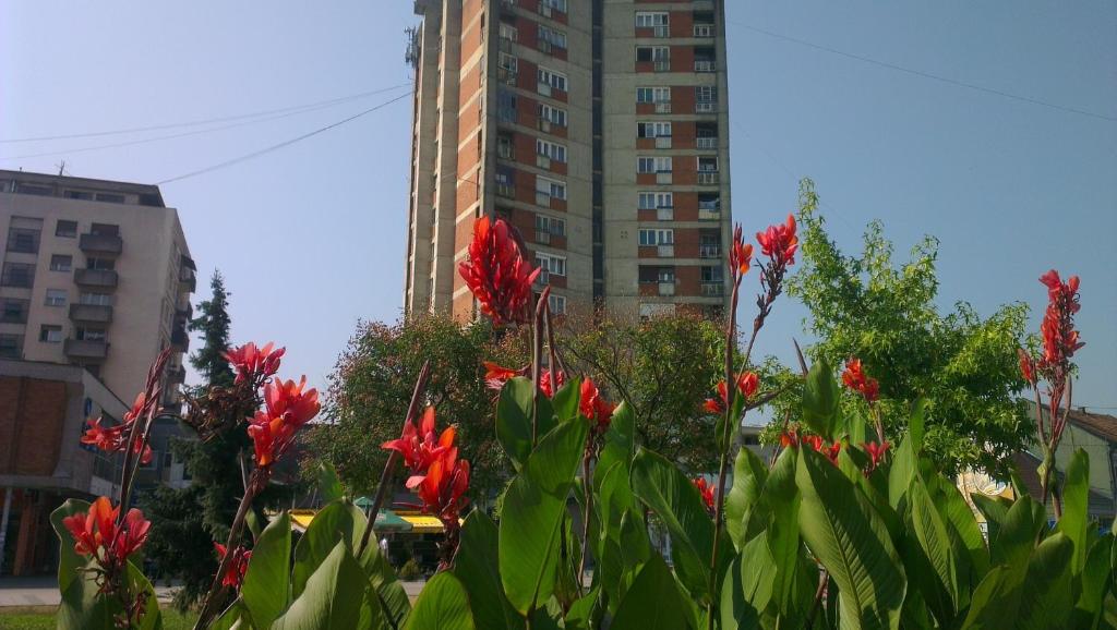 a group of red flowers in front of a tall building at Hotel Konaciste Goc Trstenik in Trstenik