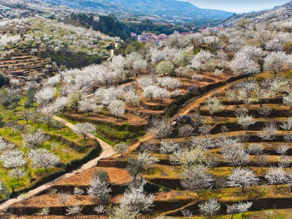 una vista aérea de un campo con árboles blancos en Casas Rurales Acebuche, Primavera en el Valle del Ambroz, en Casas del Monte