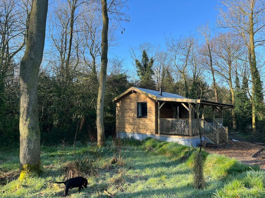 a black cat standing in front of a wooden cabin at Deer View Cabin - Woodland, beaches and Hot tub in Hull