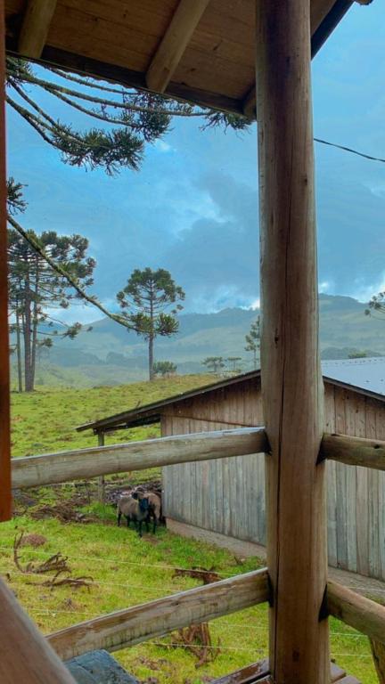 邦雅爾丁達塞拉的住宿－Gralha Azul，田野上两只动物围栏的景色