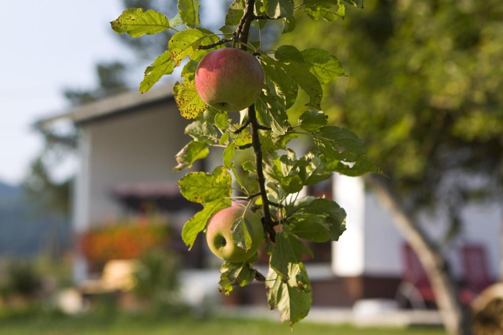 Zahrada ubytování Holiday Home Lana