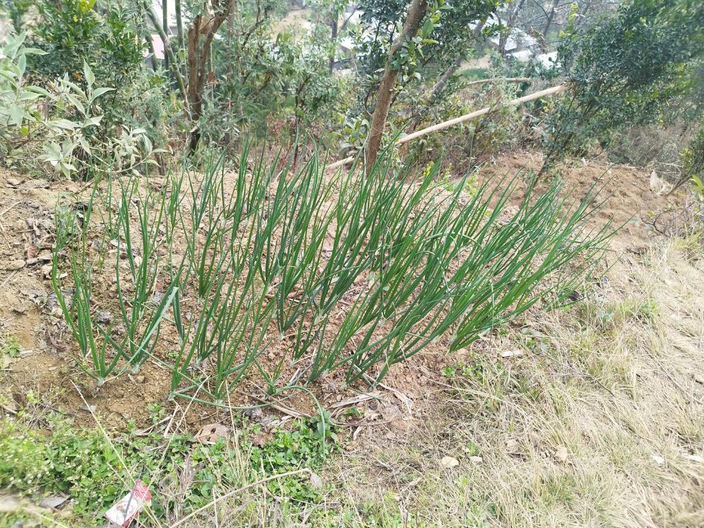 uma planta verde no meio de um campo em Balthali himalaya view point restro em Panaoti