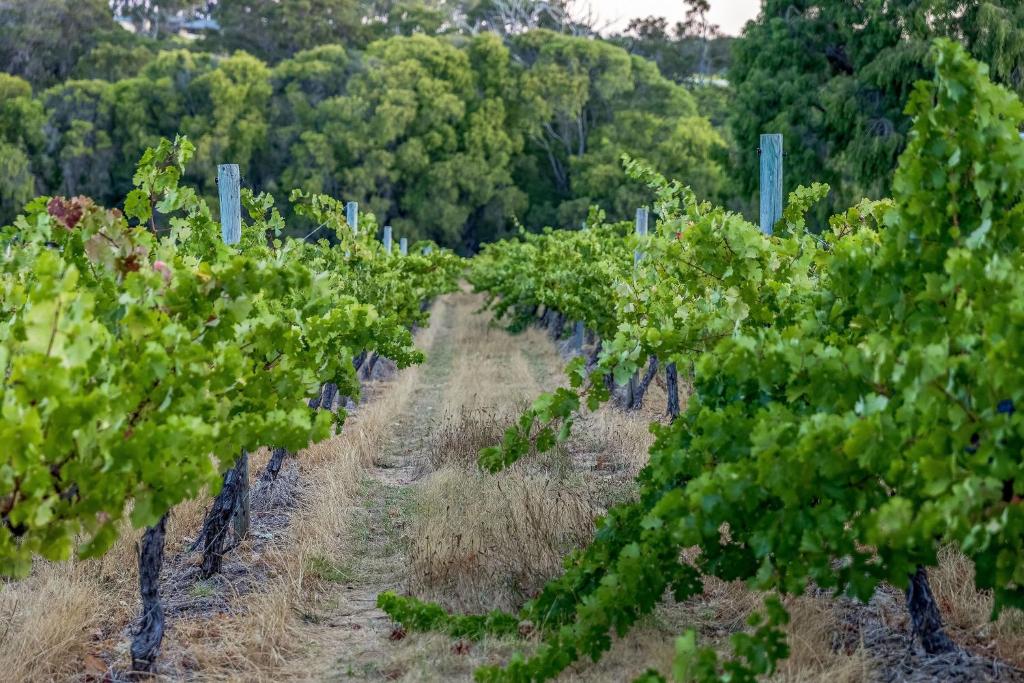 a row of grape vines in a field at Villa 16 @ Rivendell Winery Estate - Yallingup in Yallingup Siding