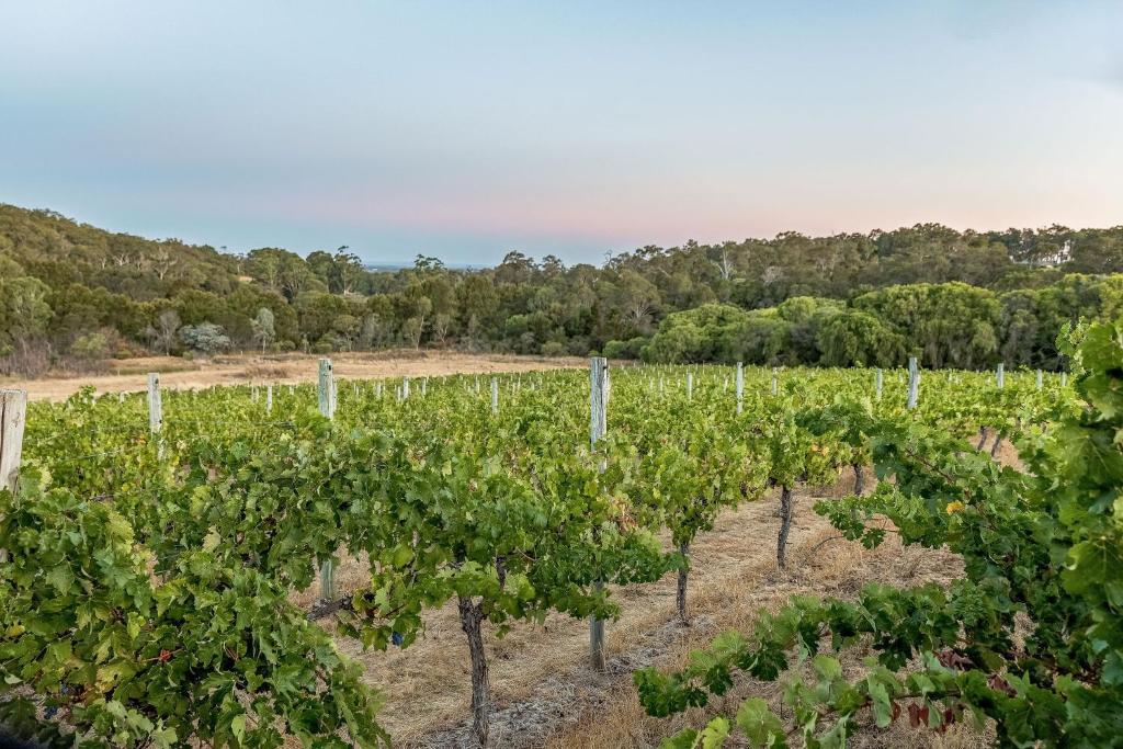 an aerial view of a vineyard with grapes at Villa 16 @ Rivendell Winery Estate - Yallingup in Yallingup Siding