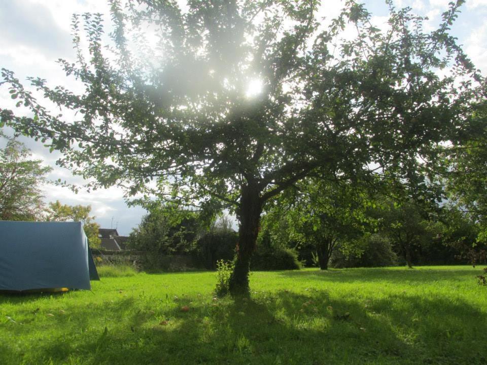 a tree in the middle of a green field at Fontaineblhostel hostel & camping near Fontainebleau in La Chapelle-la-Reine