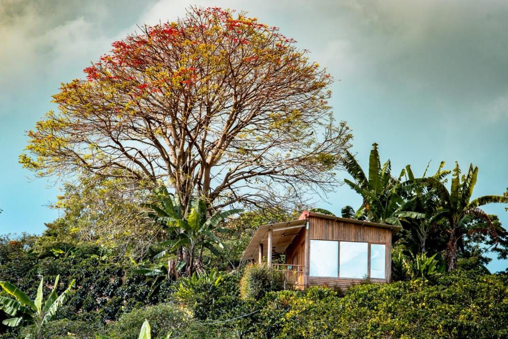 una pequeña casa en la cima de una colina con un árbol en Finca Saabu, en Isnos