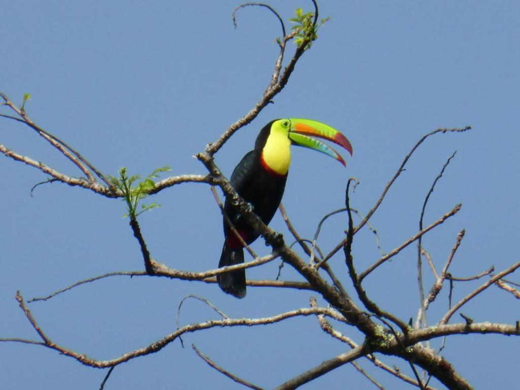 a toucan perched on top of a tree branch at Cabinas Yamann in Manzanillo