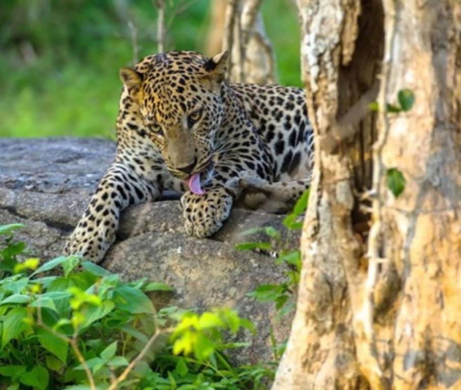 um leopardo sentado numa rocha ao lado de uma árvore em Group Safari Family Bungalow em Udawalawe