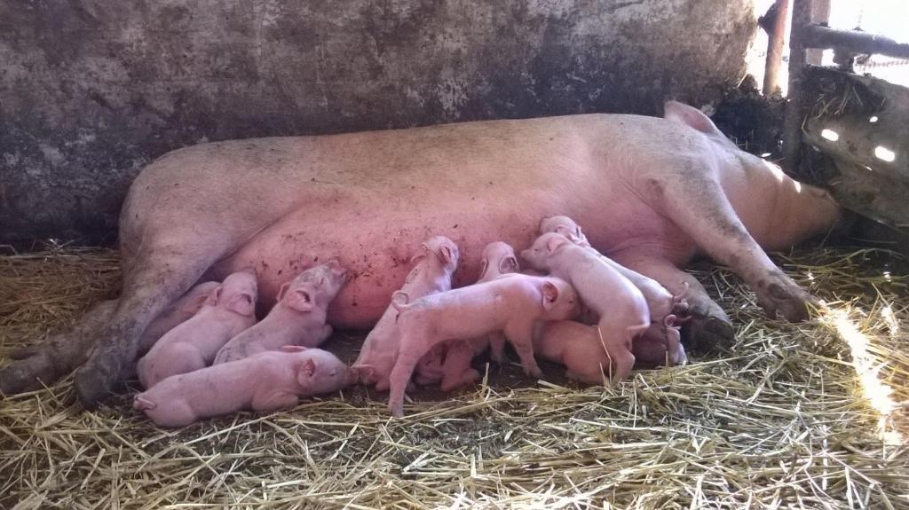 Zvieratá na farme alebo blízkom okolí