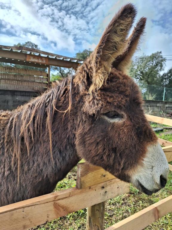 a brown donkey leaning its head over a fence at Quinta da Fé in Santa Margarida da Coutada