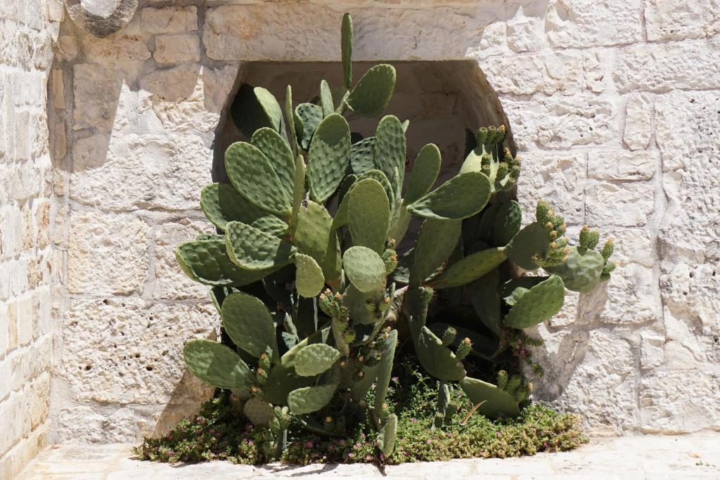 Fotografie z fotogalerie ubytování Trulli Holiday Albergo Diffuso v Alberobellu