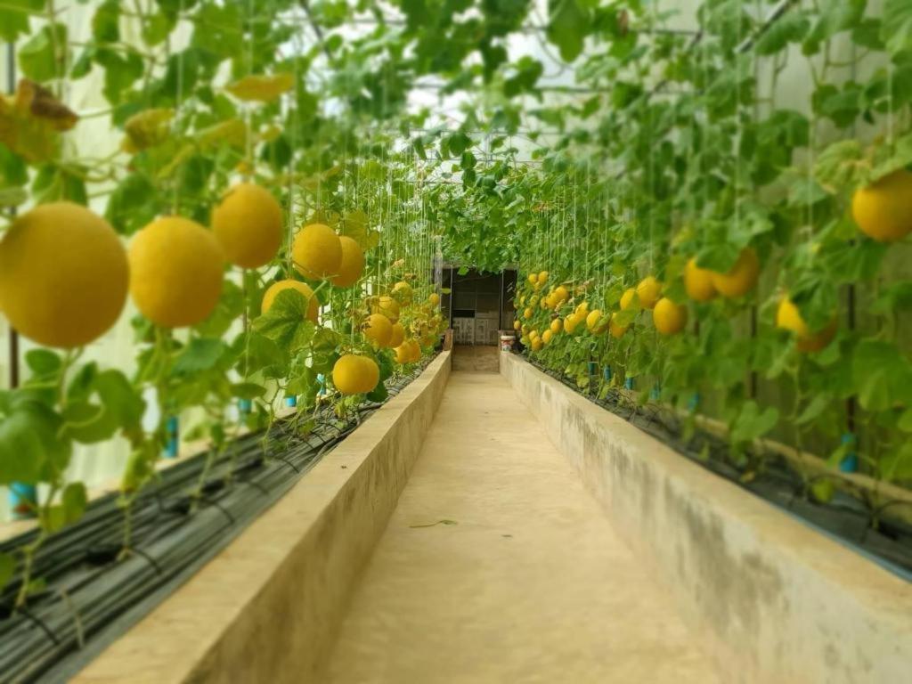 a row of orange trees in a greenhouse at เมล่อนลอยฟ้า in Ban Kaeo