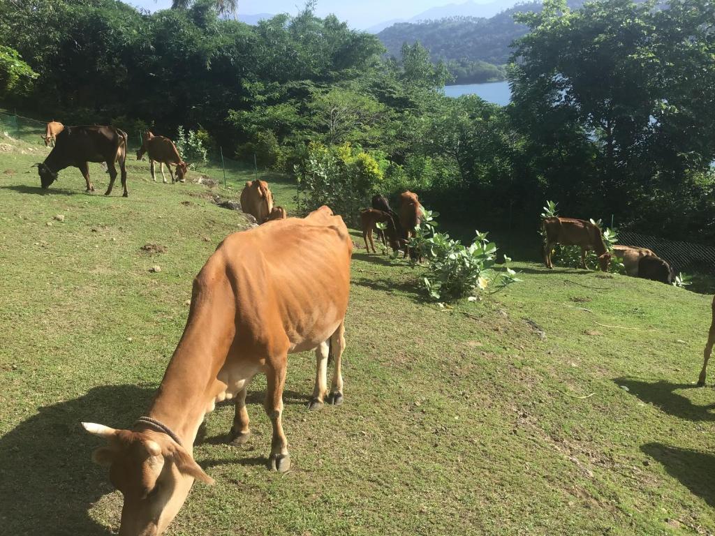 a herd of cows grazing on a field of grass at Tamarind Gardens in Digana