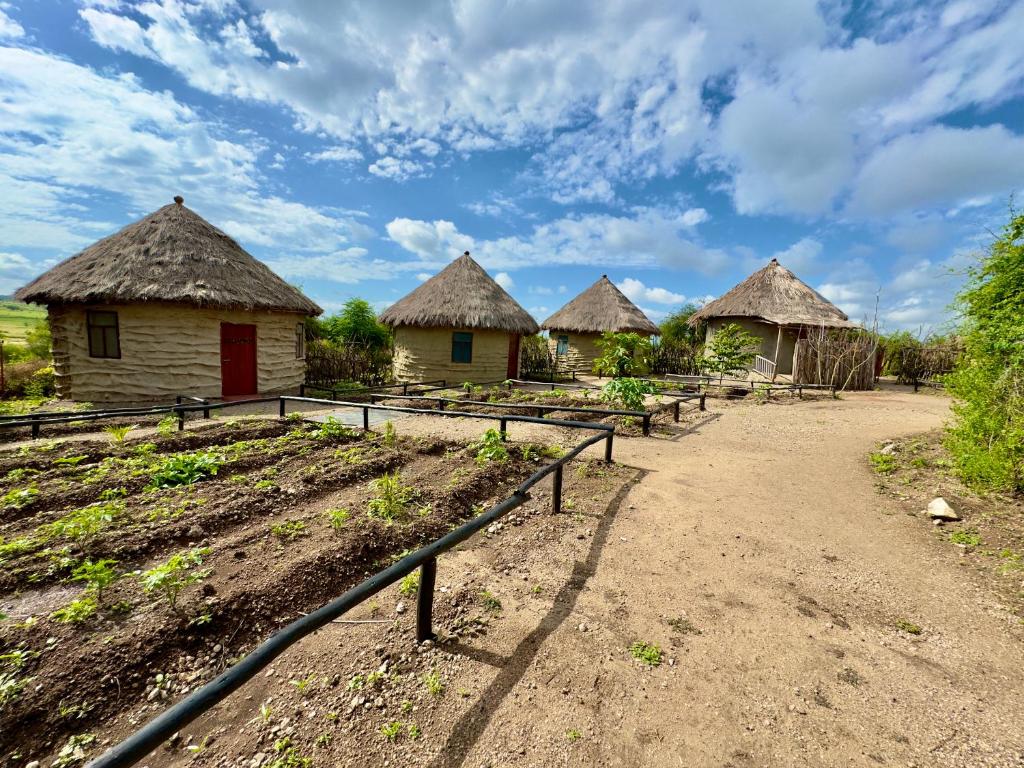 eine Gruppe von Hütten mit Strohdächern auf einer unbefestigten Straße in der Unterkunft Maasai Eco Boma & Lodge - Experience Maasai Culture in Makuyuni