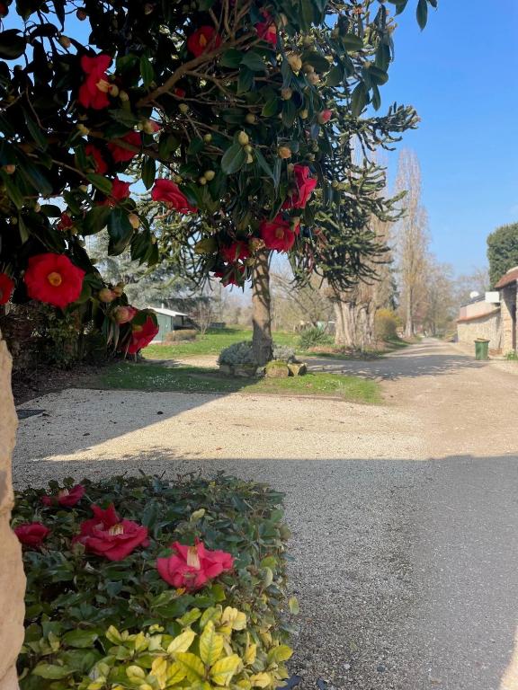 un arbre aux fleurs rouges sur le côté d'une route dans l'établissement Chambre équipée Plain-Pied - 2 pers avec sdb wc privé, à Hargeville
