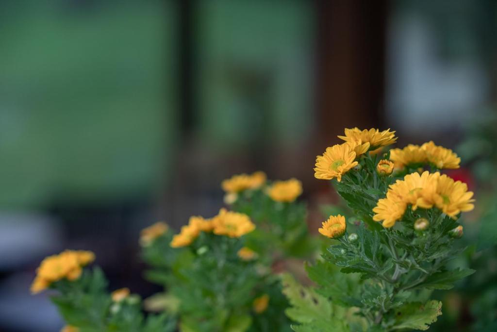A garden outside Olagaraia - Adults Only