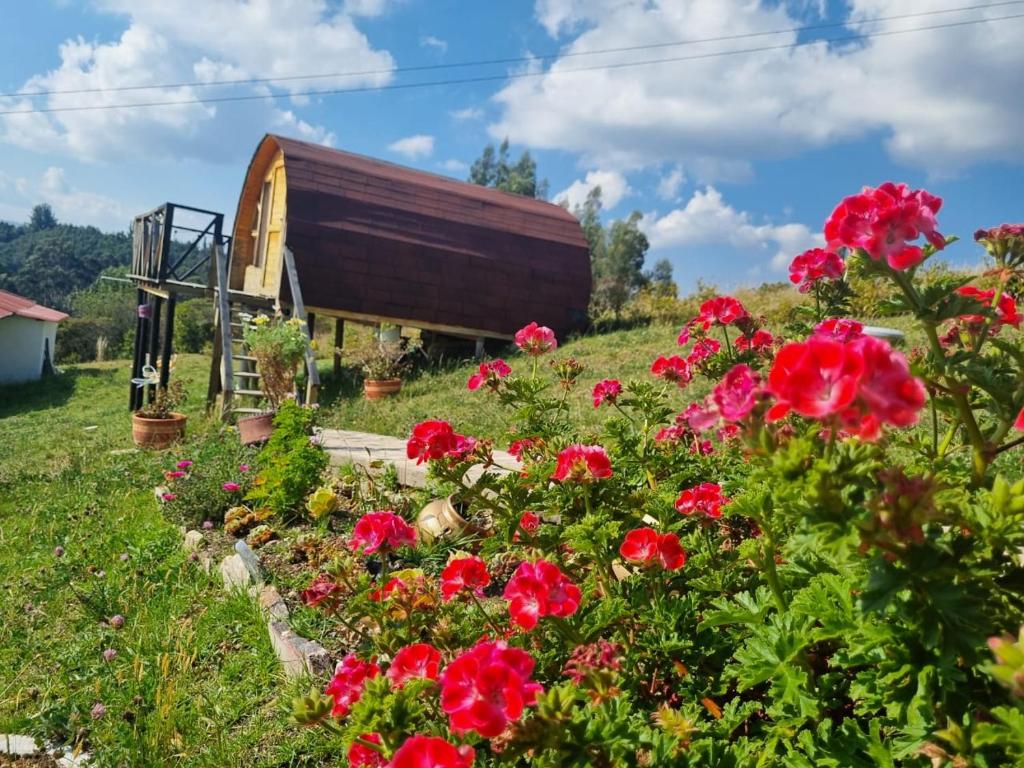 瓜塔維塔的住宿－Encanto Dorado，一座花园,在一座建筑前种有鲜花