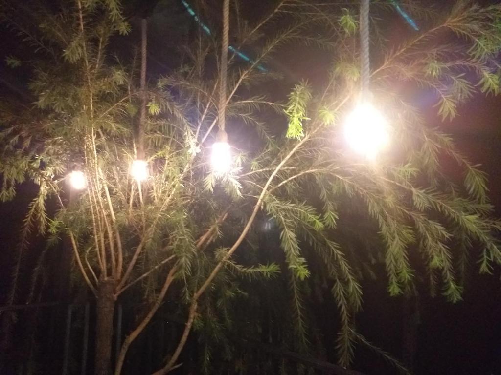 een groep palmbomen die 's nachts oplichten bij TravelNest in Badulla