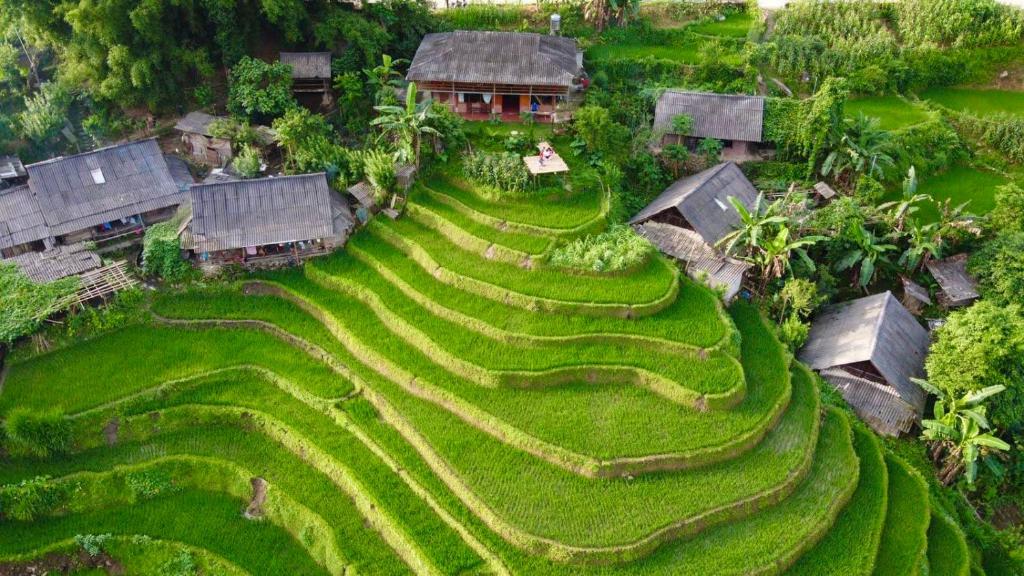 an aerial view of a field of rice terraces at My's Homestay sapa in Sa Pa