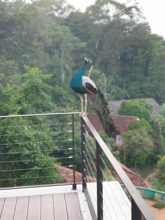 The Nine Mirissa - 4