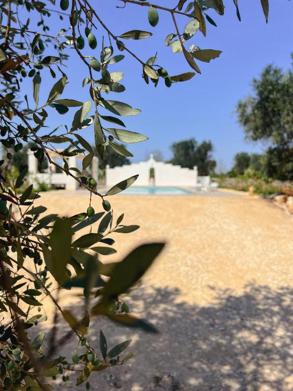 Fotografie z fotogalerie ubytování Masseria Cortese v destinaci Latiano