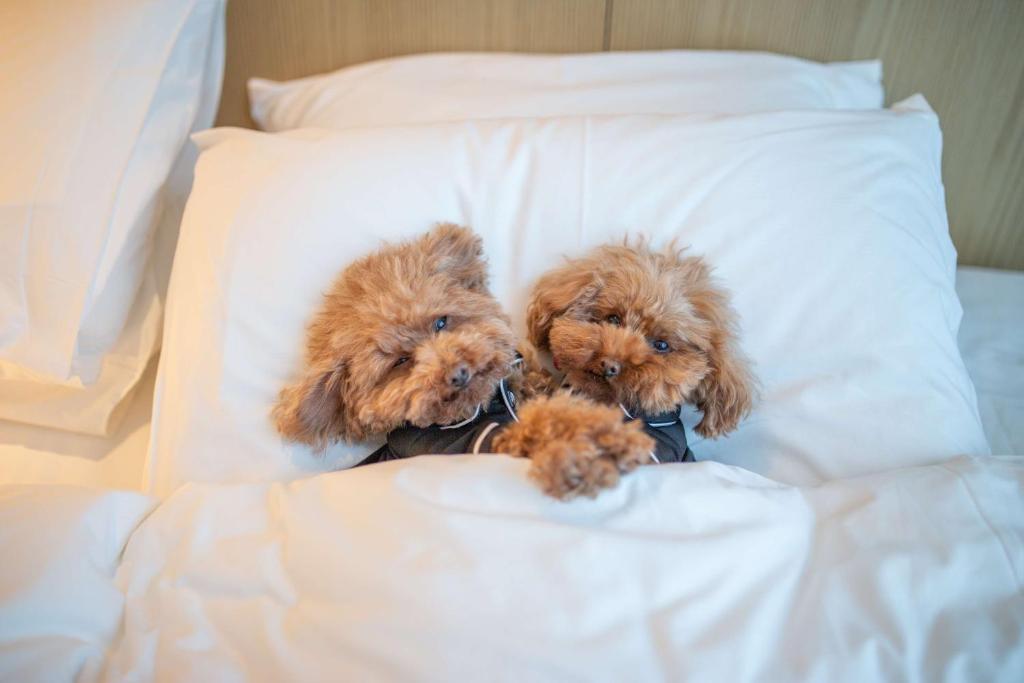 Hyatt Centric Melbourne - Resim 34