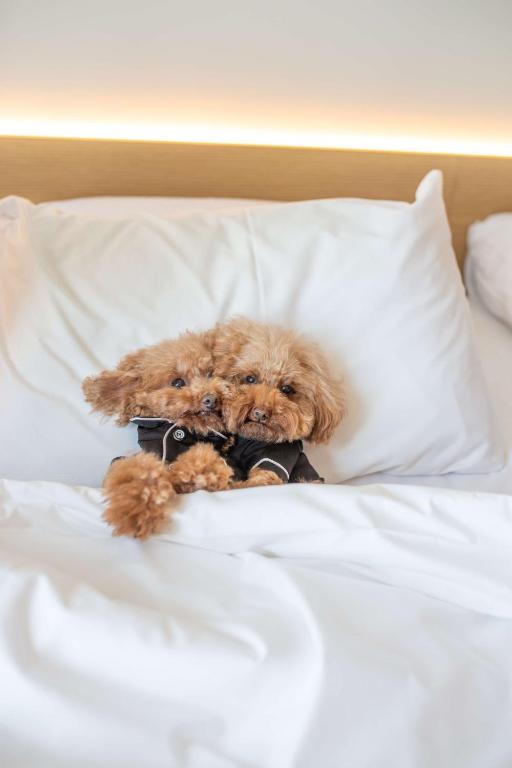 Hyatt Centric Melbourne - Resim 35