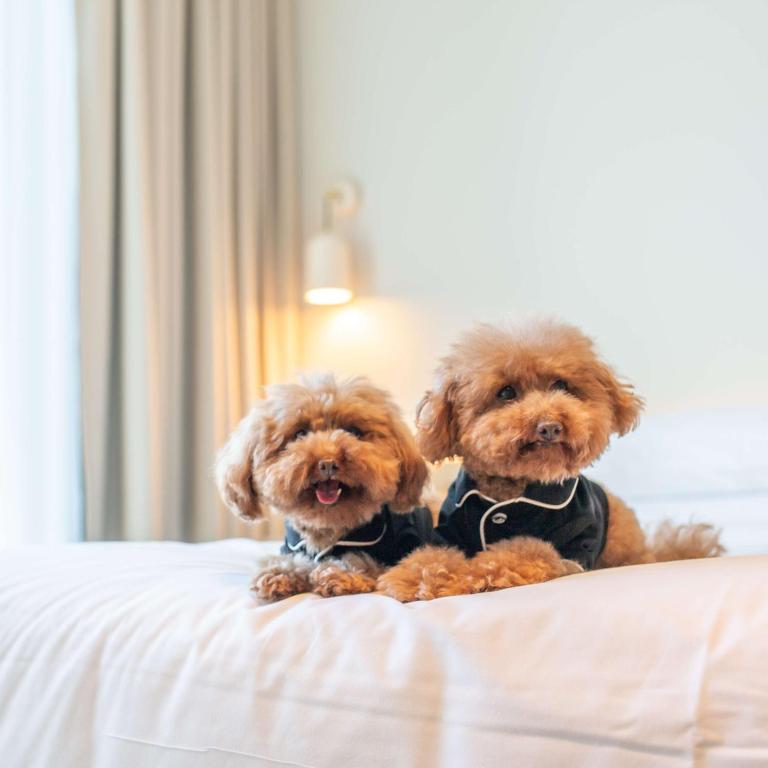 Hyatt Centric Melbourne - Resim 36