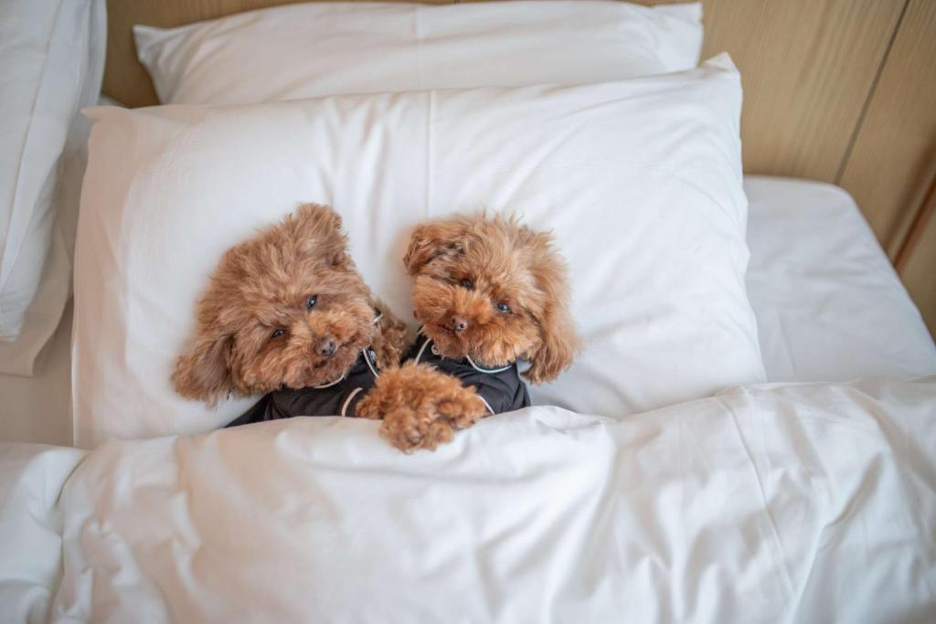 Hyatt Centric Melbourne - Resim 38