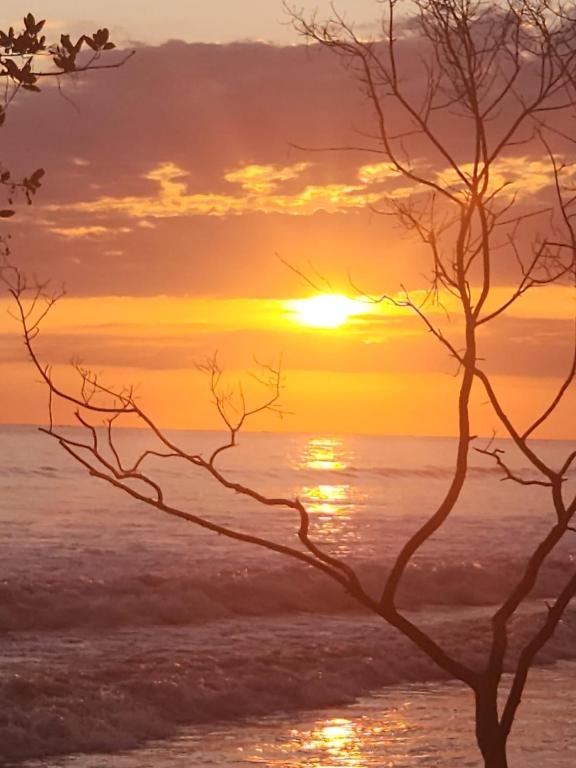 a sunset over the ocean with a tree at Cabañas MOHES ballena in Uvita