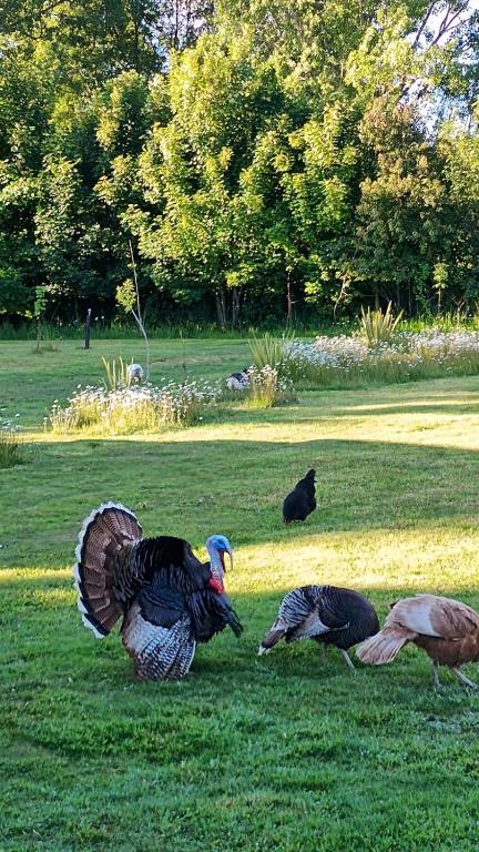 Complejo De Cabañas Rukafill