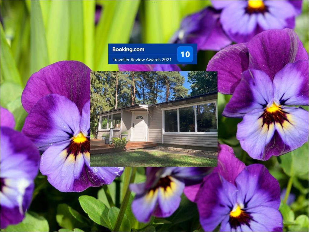 un groupe de fleurs violettes devant une maison dans l'établissement Nordic Relax House - WoodHouse, à Sjöbo