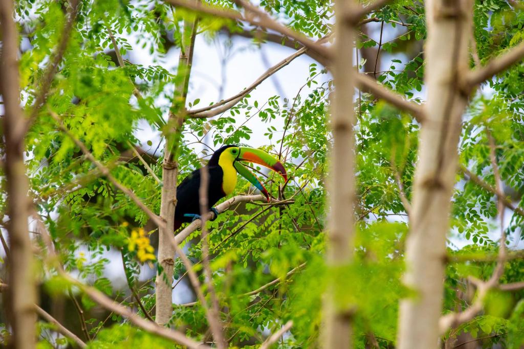 a toucan sitting on a branch of a tree at Rio Celeste, Aire Acondicionado, Comodidad in Upala