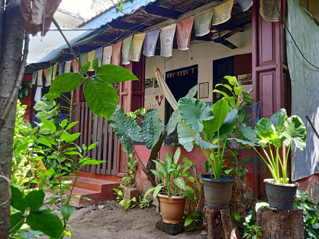 a group of plants in pots in front of a building at The Blues in Alleppey