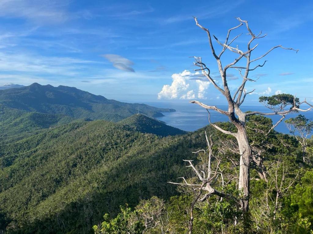 a dead tree on top of a mountain with a view at Casa Leonardo in Bacungan