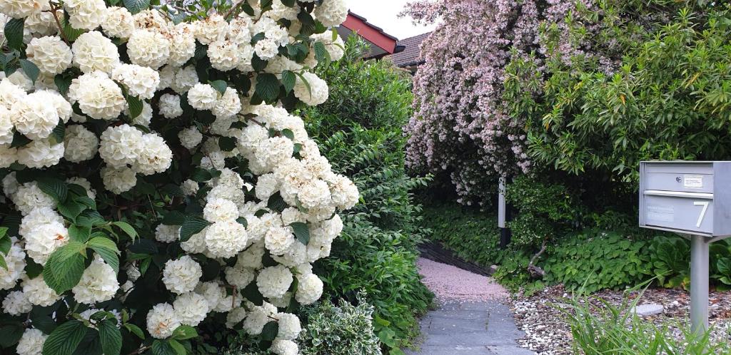 a hedge of white flowers on a wall at CozyWisi holiday home for 1 to 6 people near Technorama 4 bedrooms 2 bathrooms bookable from 2 days in Wiesendangen