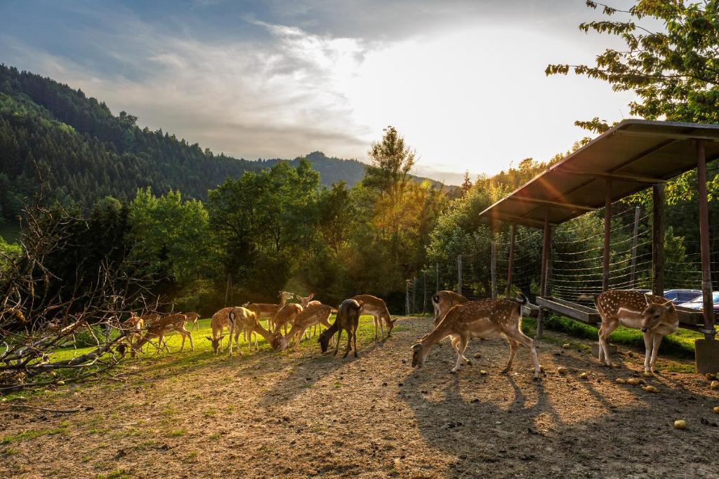 Fotografia z galérie ubytovania Gasthof-Pension Silvia v destinácii Haibach ob der Donau