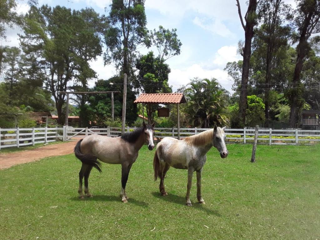 dos caballos parados en el césped en un campo en Pousada Fazenda São Bento, en Alto Paraíso de Goiás