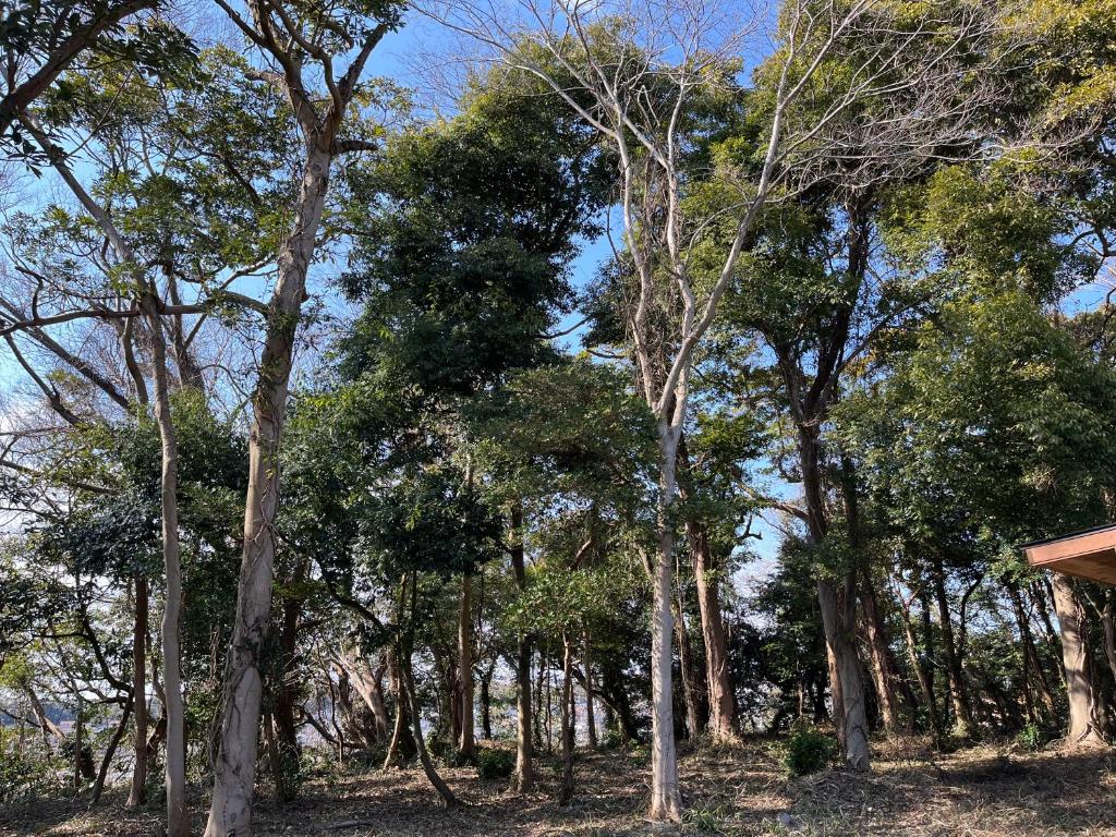 Kashima歴史ある鹿島神宮の森の中にひっそりと佇むログハウス的相册照片
