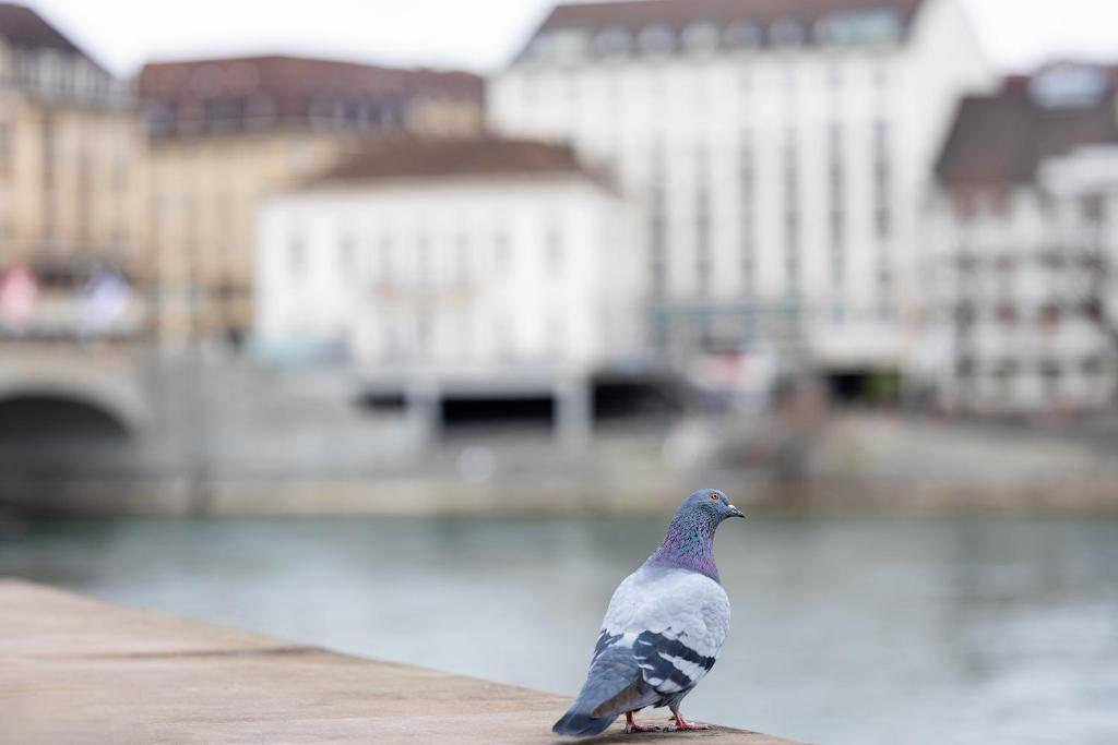 Merian am Rhein - Resim 24