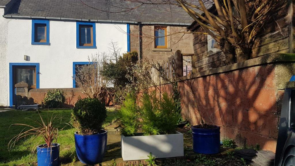 a house with blue pots of plants in the yard at Kildonan cottage in Johnshaven