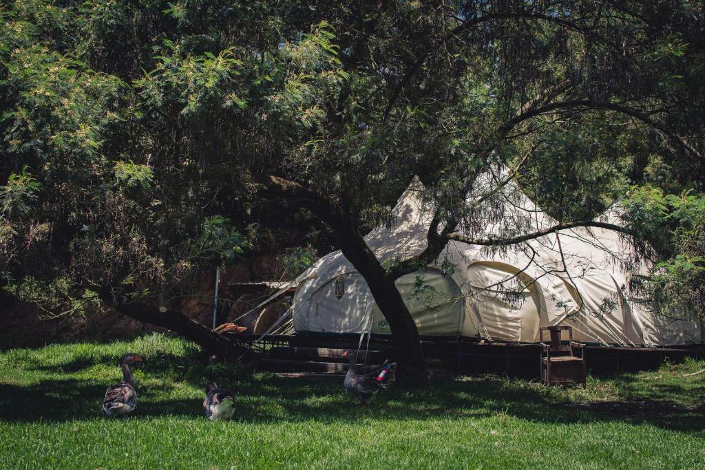 a group of ducks standing in front of a tent under a tree at Arambha Ecovillage Permaculture Farm in Tábua