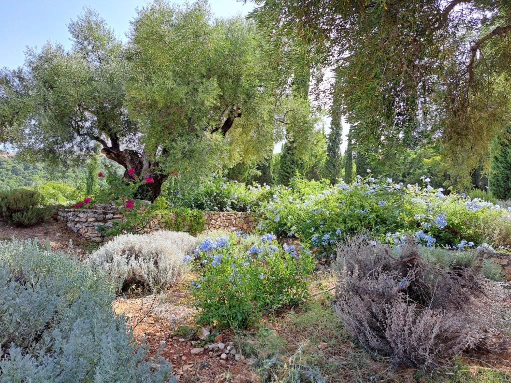 A garden outside Villa Buras
