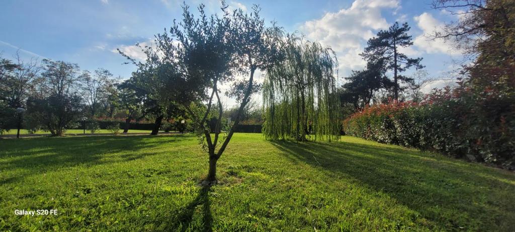 drzewo pośrodku pola trawy w obiekcie Il giardino di Marianna w mieście Novi Ligure