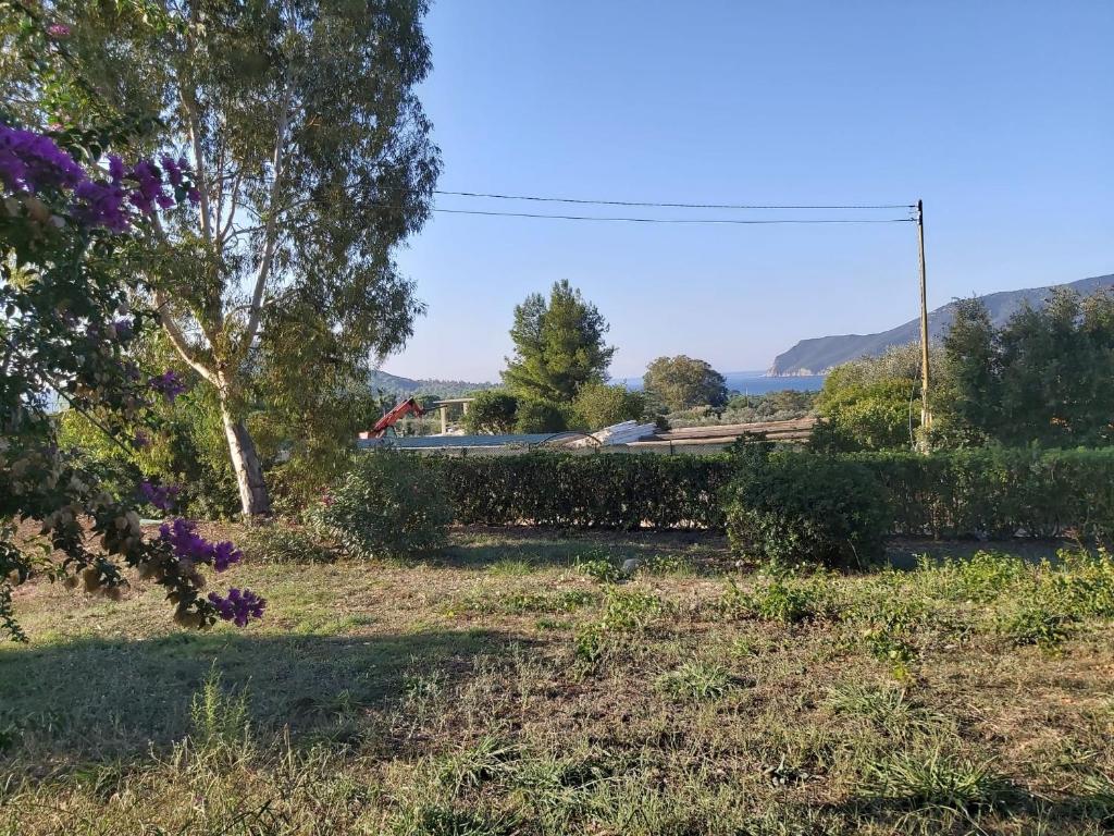 ein Feld mit Büschen und Bäumen und eine Straße in der Unterkunft Appartamenti Villa Innamorata in Capoliveri